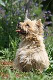 CAIRN TERRIER 576